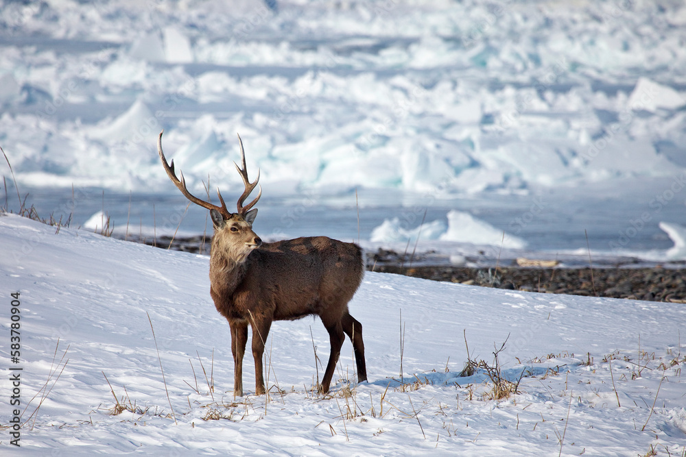 流氷と雄のエゾ鹿（別海町野付半島）