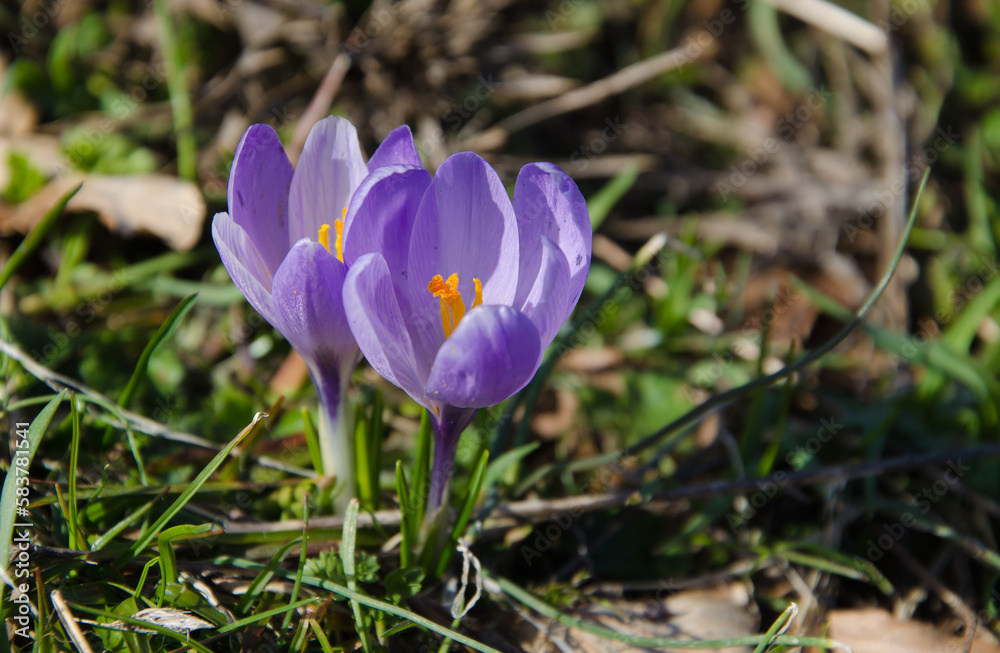 Beautiful macro shot of violet purple spring crocuses (Crocus vernus) flowering with visible orange pollen in bright sunlight in early spring Beautiful macro shot of violet purple spring crocuses (Crocus vernus) flowering with visible orange pollen in bright sunlight in early spring