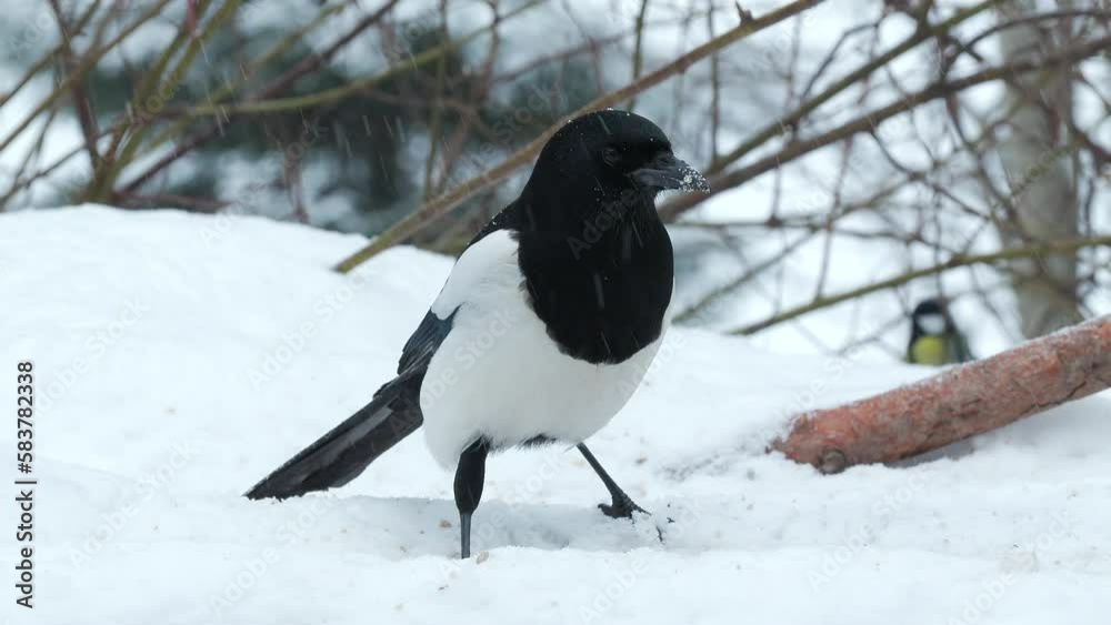 bird magpie on ground feeding fly away winter scene natural world norway bird magpie on ground feeding fly away winter scene natural world norway