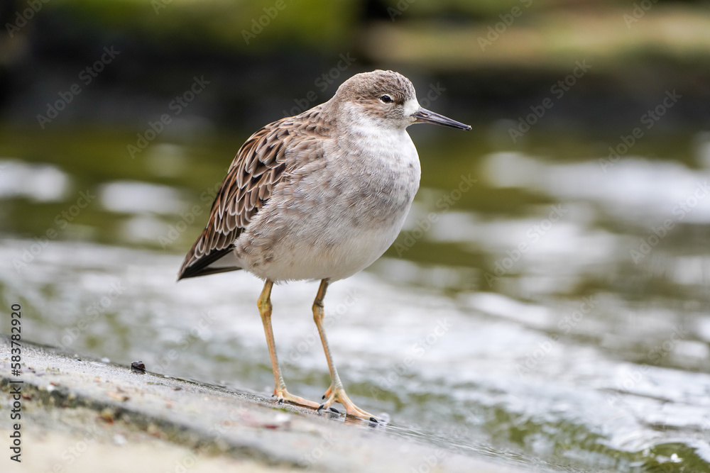 Redshank in nature. Bird close-up. Triga totanus.
Redshank in nature. Bird close-up. Triga totanus.