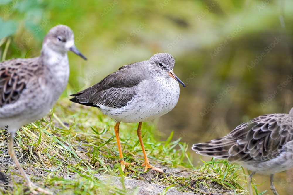 Redshank in nature. Bird close-up. Triga totanus.
Redshank in nature. Bird close-up. Triga totanus.