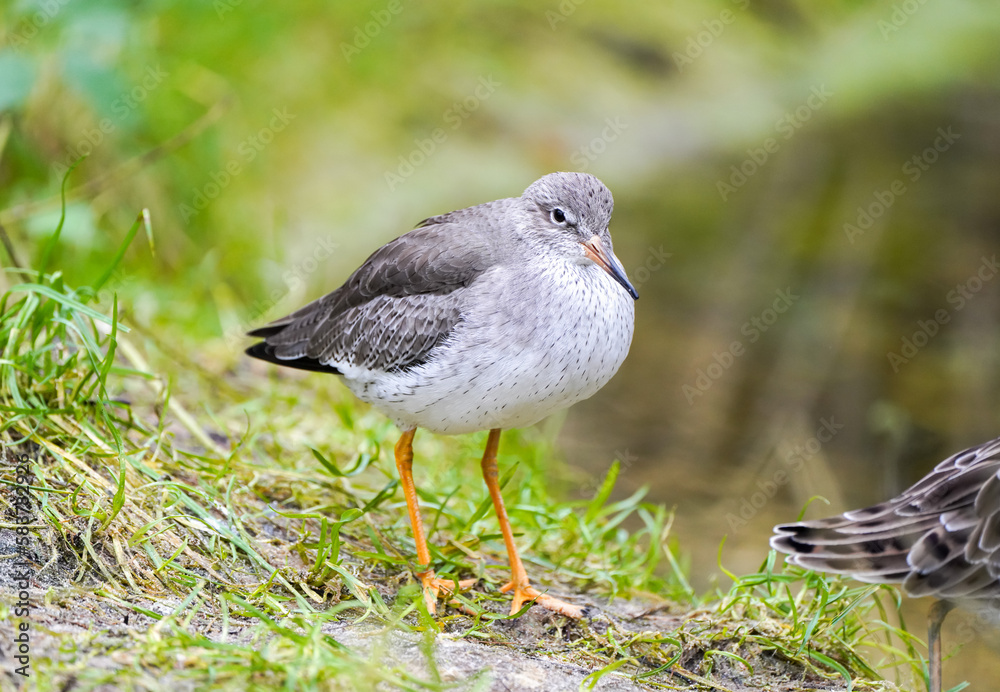 Fototapeta premium Redshank in nature. Bird close-up. Triga totanus. 