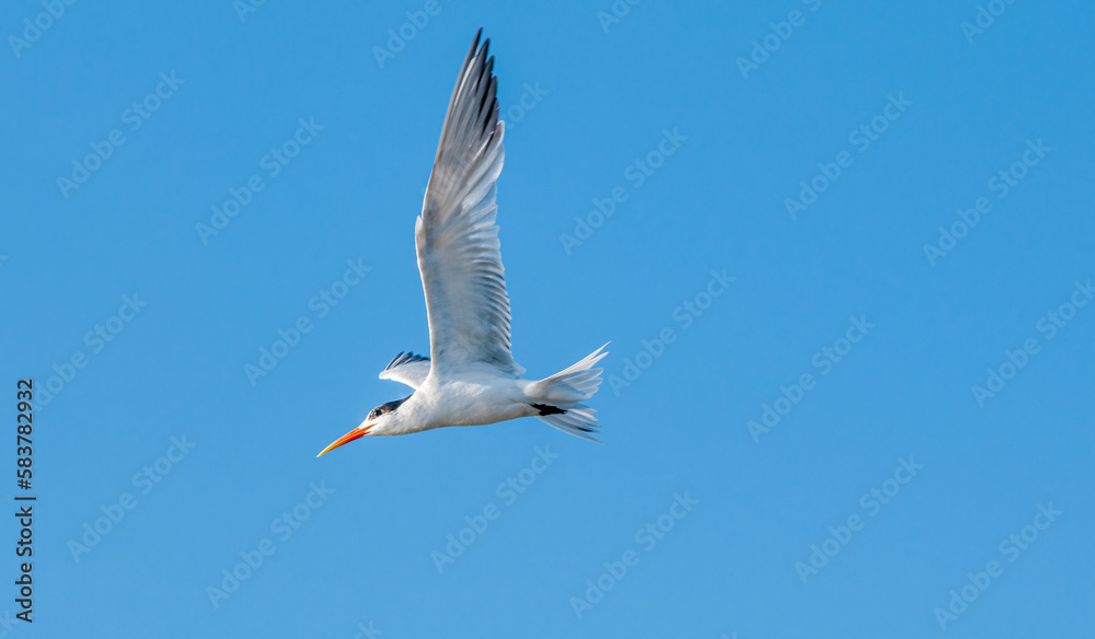 Royal Tern (Thalasseus maximus) in Bolsa Chica Ecological Reserve, California, USA Royal Tern (Thalasseus maximus) in Bolsa Chica Ecological Reserve, California, USA
