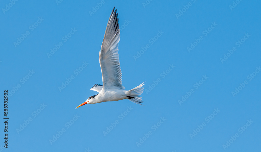 Royal Tern (Thalasseus maximus) in Bolsa Chica Ecological Reserve, California, USA