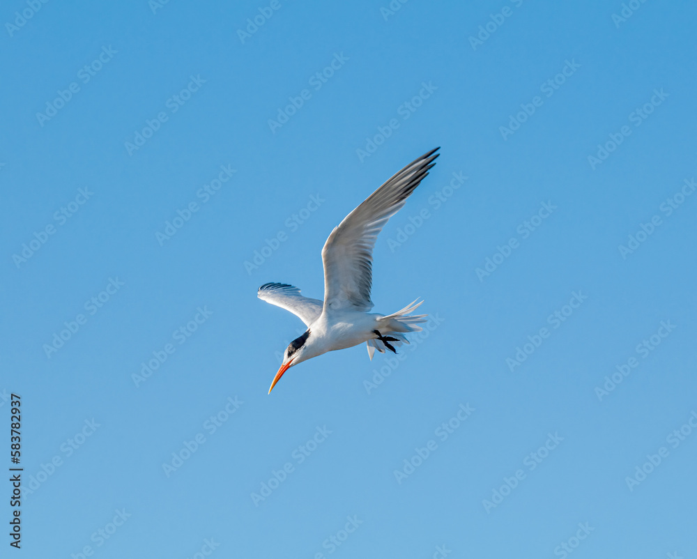 Royal Tern (Thalasseus maximus) in Bolsa Chica Ecological Reserve, California, USA Royal Tern (Thalasseus maximus) in Bolsa Chica Ecological Reserve, California, USA