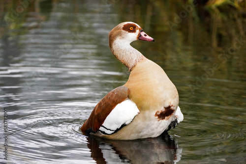 Egyptian goose on the water. Bird in natural environment. Alopochen aegyptiaca.
