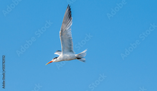 Royal Tern (Thalasseus maximus) in Bolsa Chica Ecological Reserve, California, USA