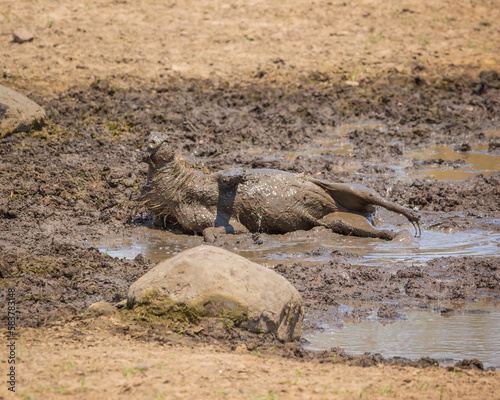 Quadro su tela A warthog enjoying a mud bath in a mud wallow in the Kruger National Park