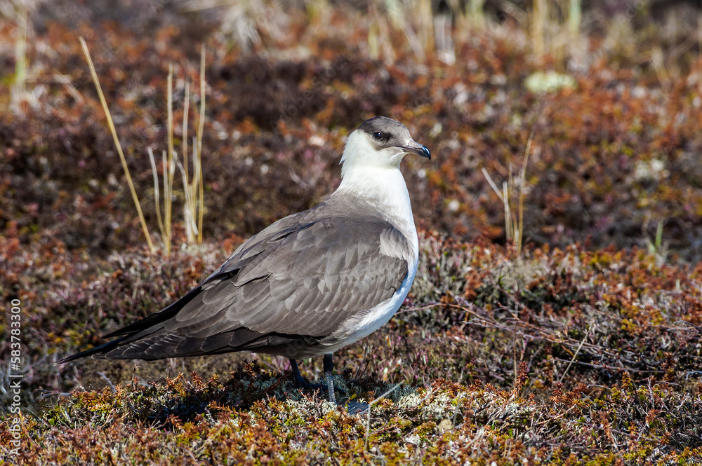Obraz premium Parasitic Jaeger (Stercorarius parasiticus) in Barents Sea coastal area