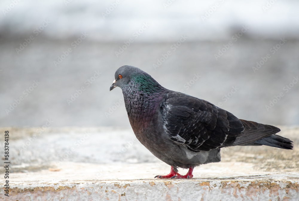 Wild pigeon close-up in the city.