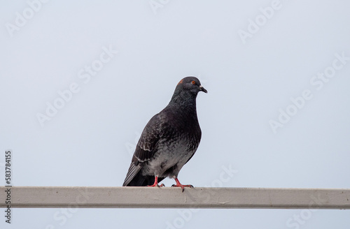Wild pigeon close-up in the city. © Prikhodko