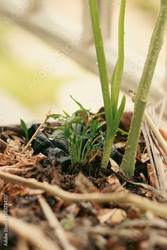 Pepper seedlings, garlic and tomatoes grown together in one container or companion planting showing an eco-friendly sustainable slow living and urban gardening