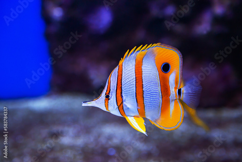 Butterfly fish-tweezers helmon (lat. Chelmon rostratus) with yellow stripes and a beautiful muzzle on the background of the seabed. Marine life, exotic fish, subtropics.