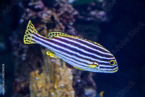Sweet-lipped striped fish (Lat. Plectorhinchus lineatus) with bright stripes and yellow fins on the background of the seabed. Marine life, exotic fish, subtropics. photo