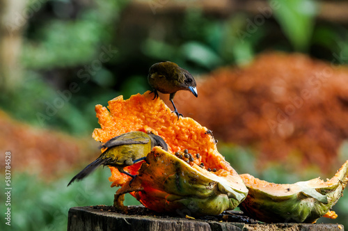 Male and female of Passerinis Tanagers (Ramphocelus passerinii) in tropical forest of Papaturro River area, Nicaragua photo