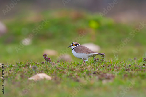 bird on the grass  Little Ringed Plover  Charadrius dubius