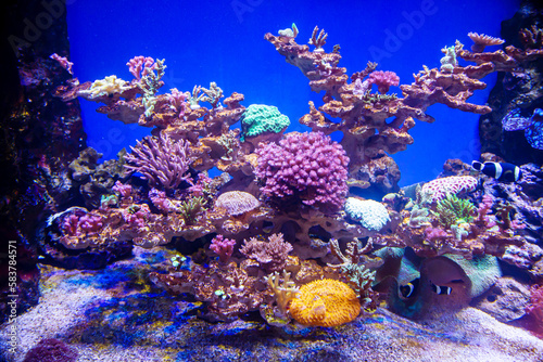 View of the seabed with yellow lilac beige corals, bright exotic fish. Marine life, exotic fish, subtropics.