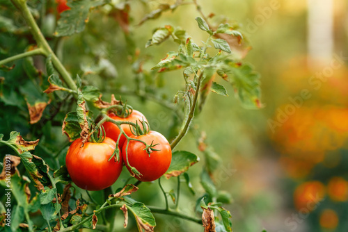 Ripe homegrown tomato fruit plants in cultivated organic garden