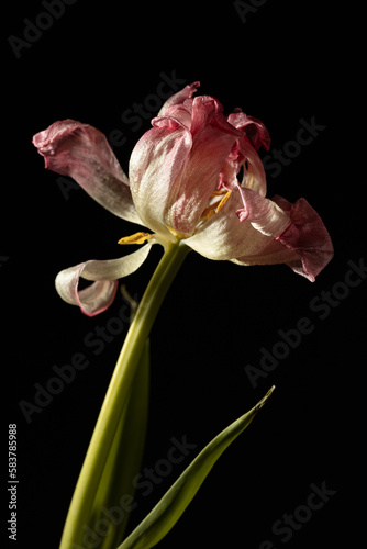 Dried pink tulip flower over dark background, with copy space. Withered flower. Concept of ageing, old, vulnerable, abandon, sad, depression, death, farewell and pain. Minimal floral card.