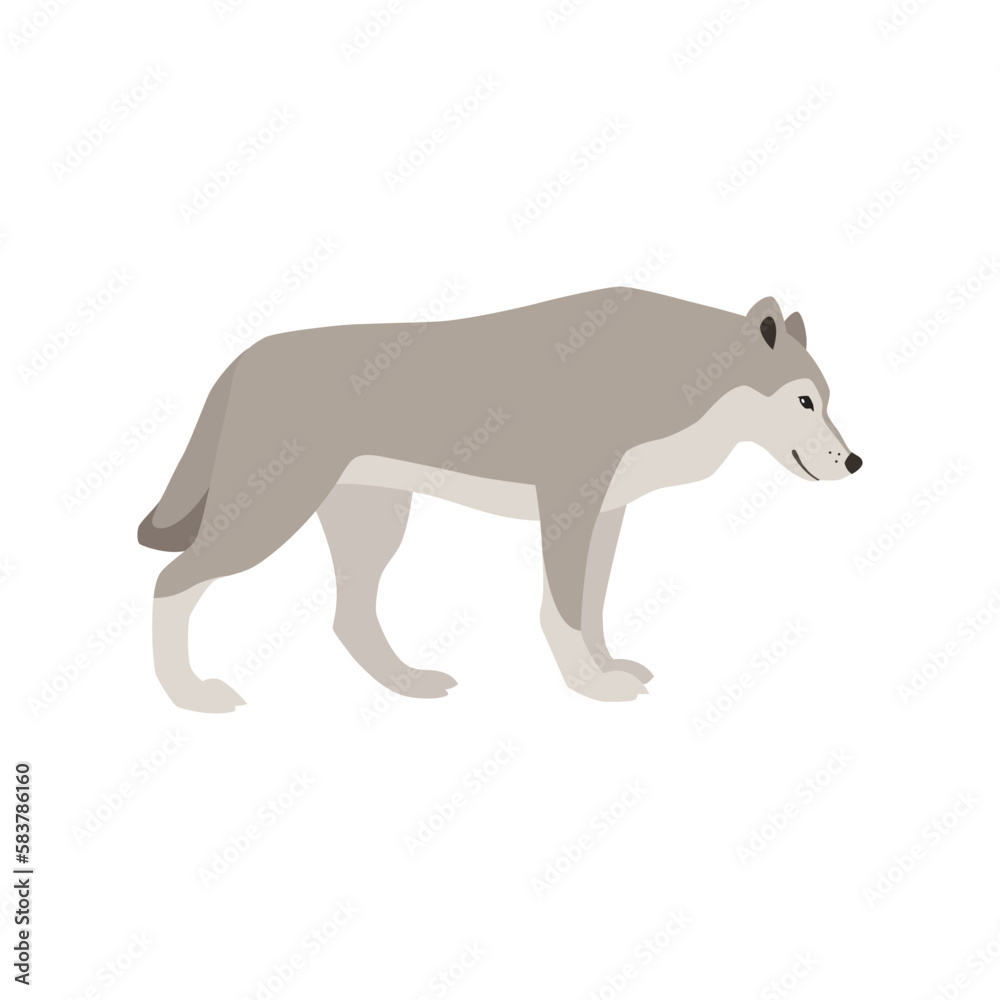 Animal illustration. Walking wolf drawn in a flat style. Isolated object on a white background. Vector 10 EPS

