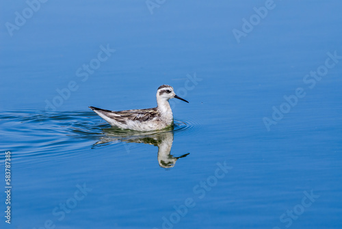 Red-necked Phalarope (Phalaropus lobatus) in fall migration in Devereux Slough, California, USA