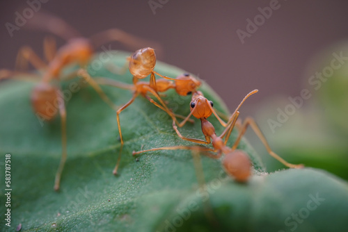 animal, ant family, ant icon, ant walk, ants, ants and prey, arthropod, arthropods, background, close range ants, close-up, closeup, colony, concept, detail, environment, exert, fauna, fighter, forest © NOTE OMG