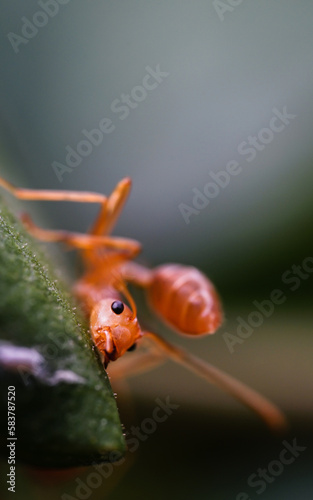 animal, ant family, ant icon, ant walk, ants, ants and prey, arthropod, arthropods, background, close range ants, close-up, closeup, colony, concept, detail, environment, exert, fauna, fighter, forest photo