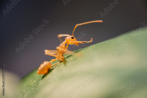 animal, ant family, ant icon, ant walk, ants, ants and prey, arthropod, arthropods, background, close range ants, close-up, closeup, colony, concept, detail, environment, exert, fauna, fighter, forest © NOTE OMG