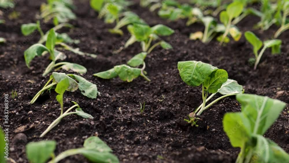 Organic Cabbage Farm Crop Close-up , Homegrown vegetable garden cabbage cultivation. Green Cabbage Seedling Growing In The Field. Organic Cabbage Farm Crop Close-up , Homegrown vegetable garden cabbage cultivation. Green Cabbage Seedling Growing In The Field.