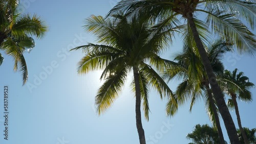 Sun shining through the blades of the palm trees in a tropical place somewhere photo