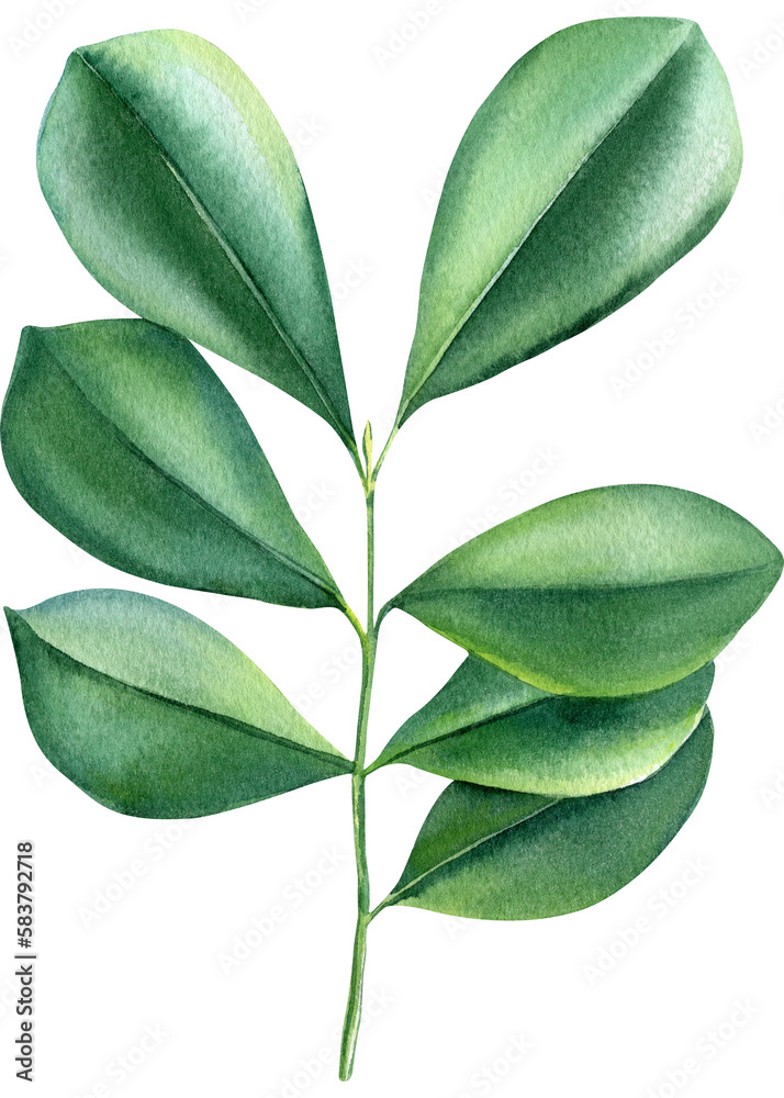 Naklejka premium Watercolor Green leaves on white background, botanical painting, spring plant 