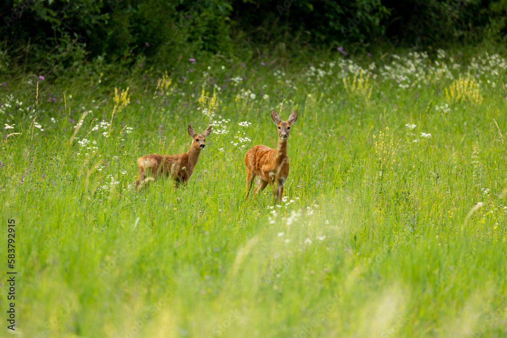 Doe with fawn in the grass Doe with fawn in the grass