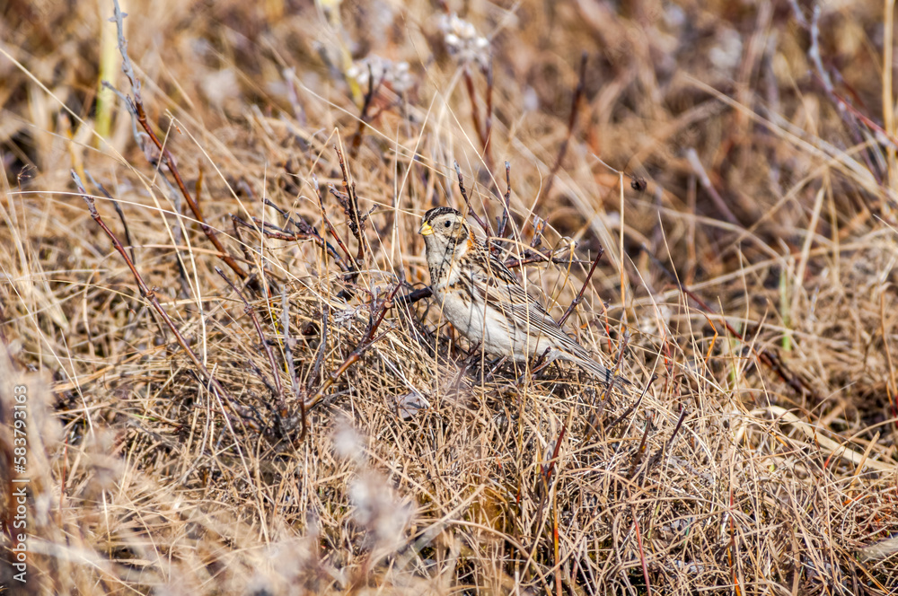 Fototapeta premium Lapland Longspur (Calcarius lapponicus) in Barents Sea coastal area