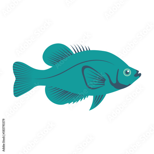 Crappie isolated on white background. Fish in cartoon style. Vector illustration flat design.