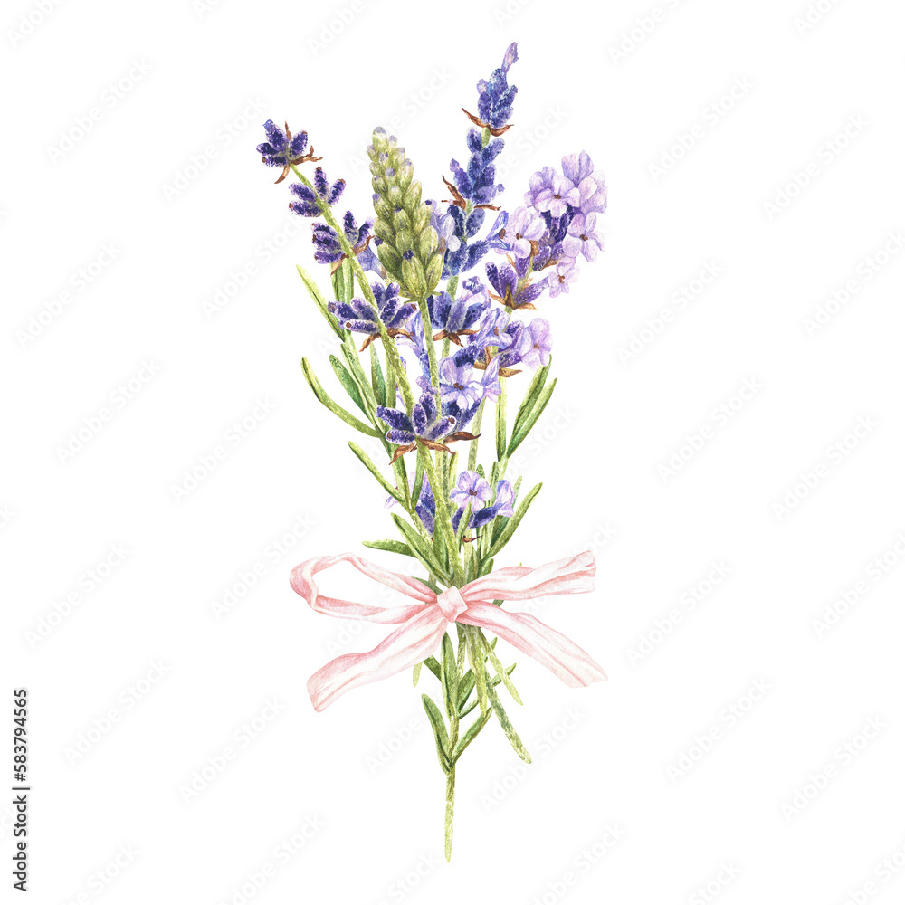 Watercolor botanical illustration. Bouquet of purple lavender flowers with a pink bow. Isolated on a white background. A fragrant field herb. For packaging design of cosmetics, aroma sachets, prints