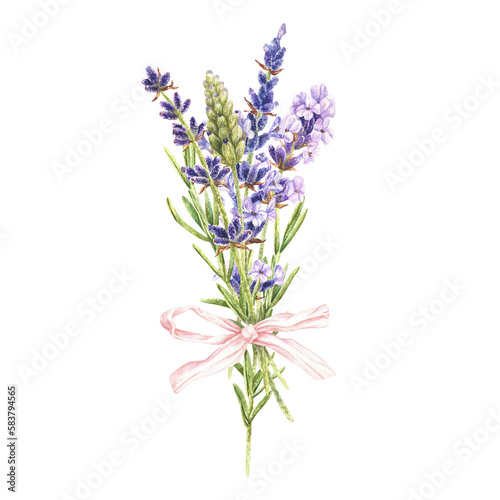 Watercolor botanical illustration. Bouquet of purple lavender flowers with a pink bow. Isolated on a white background. A fragrant field herb. For packaging design of cosmetics, aroma sachets, prints