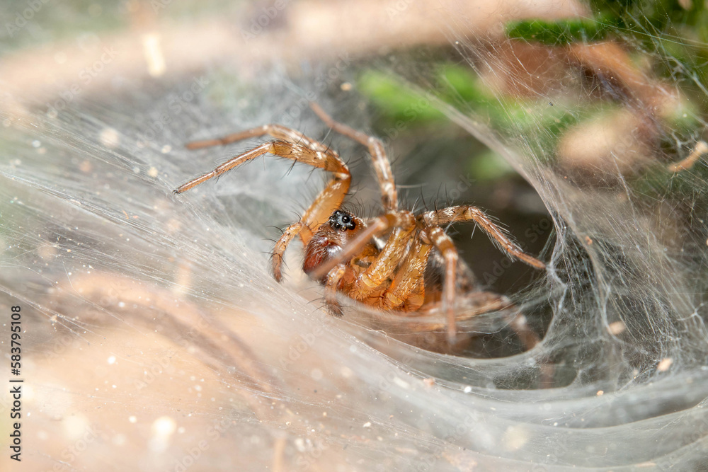 Funnel weaver spider, Textrix sp., waiting for preys on a sunny day Funnel weaver spider, Textrix sp., waiting for preys on a sunny day