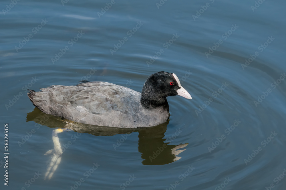 Eurasian Coot (Fulica atra) in park, Hamburg, Germany Eurasian Coot (Fulica atra) in park, Hamburg, Germany
