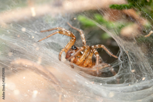 Funnel weaver spider, Textrix sp., waiting for preys on a sunny day