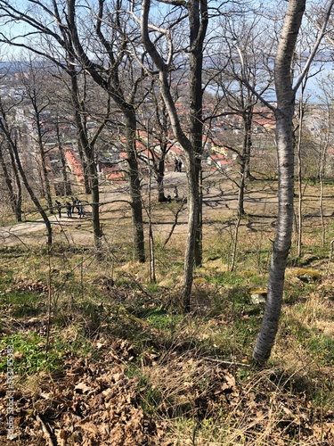 trees in the forest