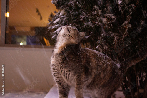 Photography cat, animal, pet, kitten, feline, domestic, cute, fur, nature, tabby, kitty, ani