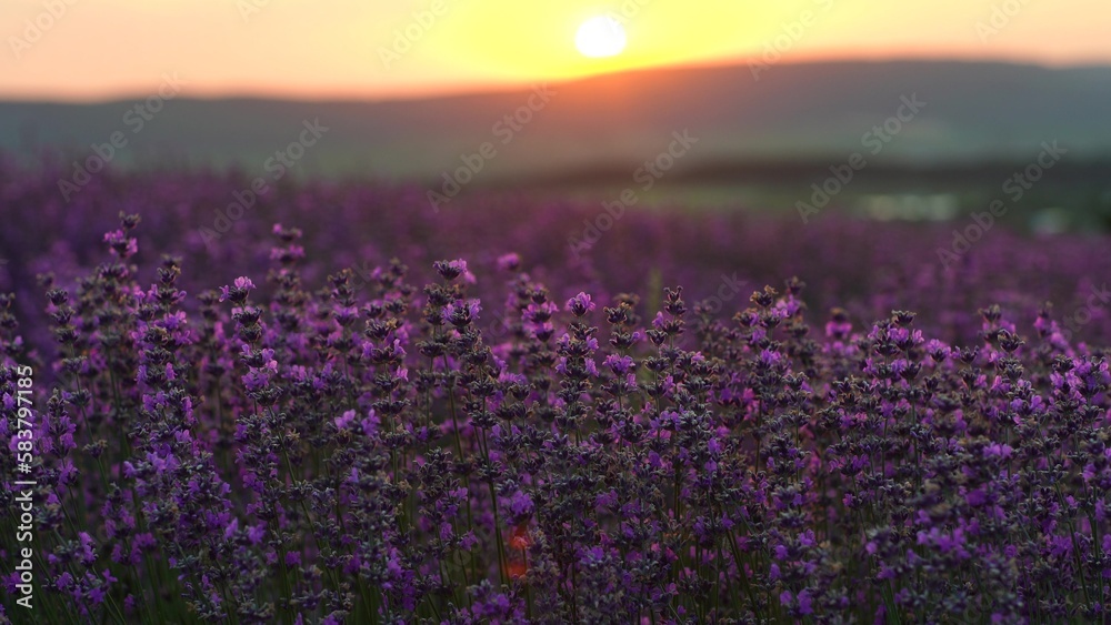 Lavender field at sunset. Blooming purple fragrant lavender flowers against the backdrop of a sunset sky