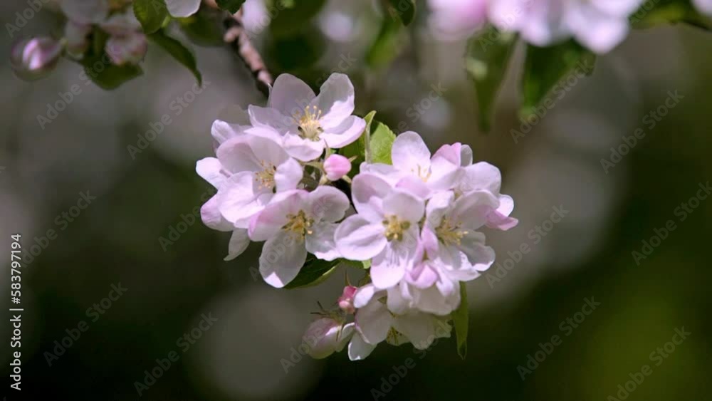 appletree blossom branch in the garden in spring
appletree blossom branch in the garden in spring
