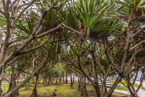 Pandanus utilis, île de la Réunion  photo