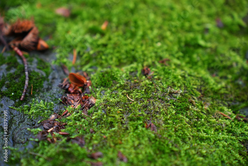 Macro shot of natural moss. Beautiful bright green mossy texture on the forest ground. © Lazy_Bear