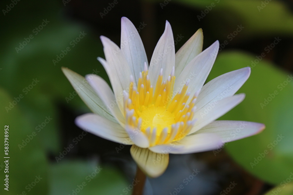 A white water lotus with a yellow center and a white center A white water lotus with a yellow center and a white center