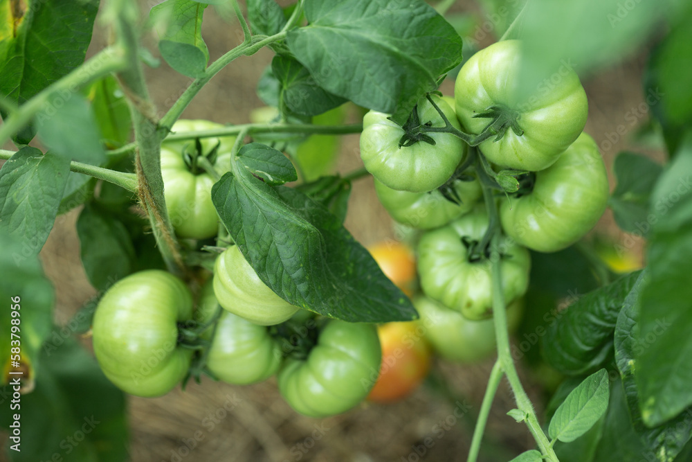 Growing tomatoes in high beds inside a greenhouse. Farming, drip irrigation. Growing tomatoes in high beds inside a greenhouse. Farming, drip irrigation.