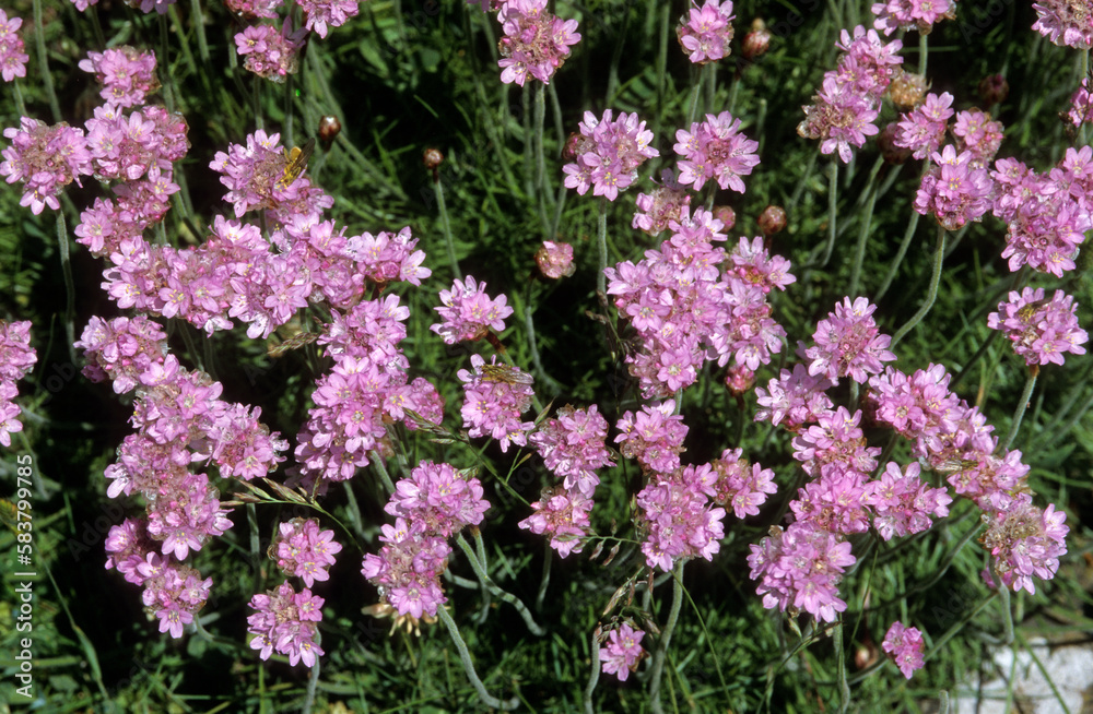 Armeria maritima, Armerie maritime