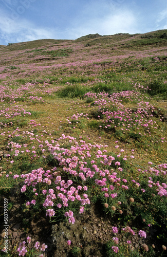 Armeria maritima  Armerie maritime  East Lothion   Ecosse   Grande Bretagne