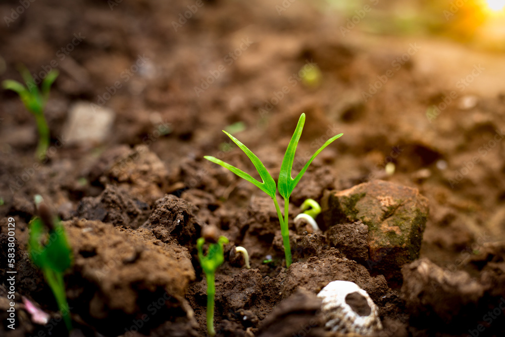 Sprouted water spinach growing on soil. Young seedling is growing for new life. Save environment concept. Sprouted water spinach growing on soil. Young seedling is growing for new life. Save environment concept.